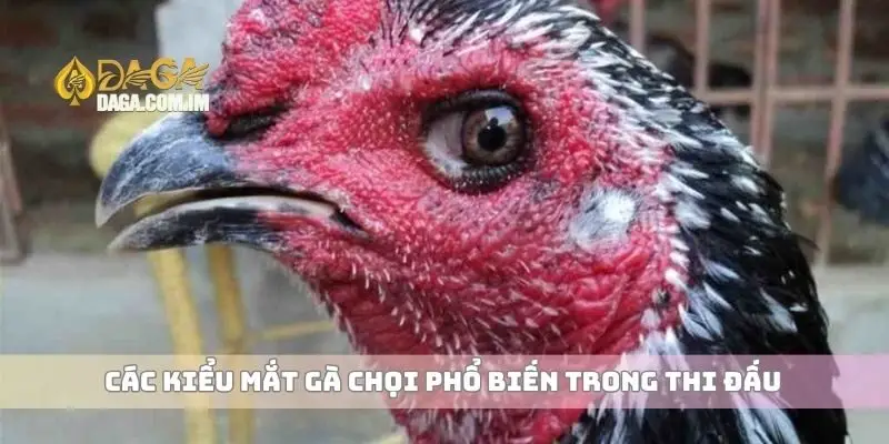 Các kiểu mắt gà chọi và ảnh hưởng đến chiến thắng thi đấu 1 Các kiểu mắt gà chọi phổ biến trong thi đấu