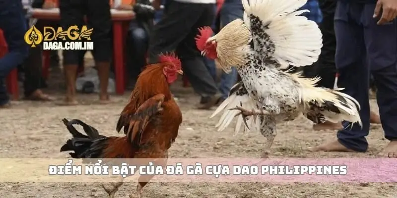 Đá gà cựa dao Philippines và các yếu tố quan trọng cần hiểu 1 Điểm nổi bật của đá gà cựa dao Philippines