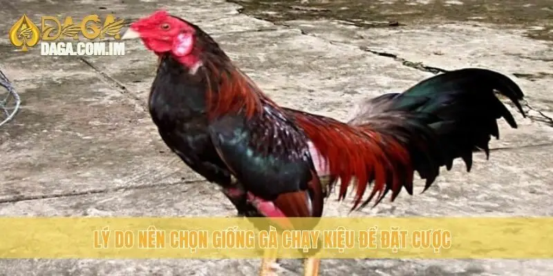 Gà chạy kiệu: Cách lựa chọn gà đá sức mạnh dẻo dai từ Daga 1 Lý do nên chọn giống gà chạy kiệu để đặt cược