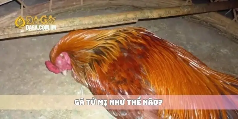 Gà tử mị là gì và những đặc điểm giúp nhận biết dễ dàng 1 Gà tử mị như thế nào?