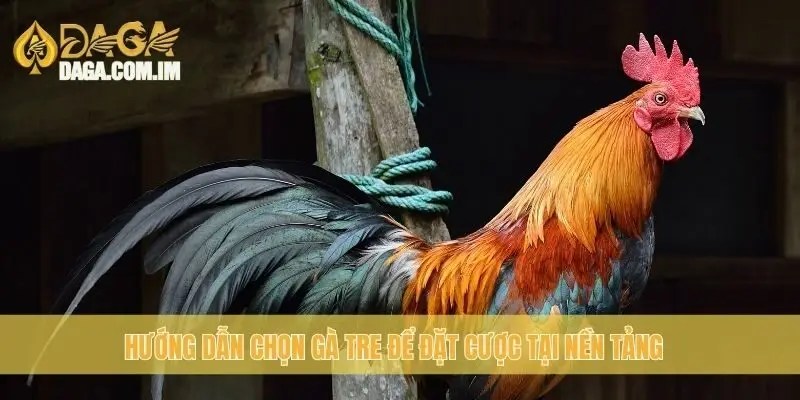 Hướng dẫn chọn gà tre chọi: bí kíp thành công cùng Daga 1 Hướng dẫn chọn gà Tre để đặt cược tại nền tảng