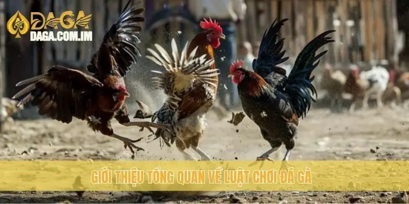 Luật chơi đá gà cựa sắt: Cập nhật quy định mới nhất Daga 1 Giới thiệu tổng quan về luật chơi đá gà