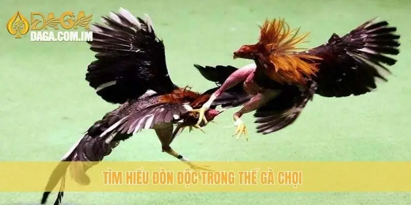 Thế gà chọi đòn độc: Phát triển đòn độc mạnh mẽ cùng Daga 1 Tìm hiểu đòn độc trong thế gà chọi
