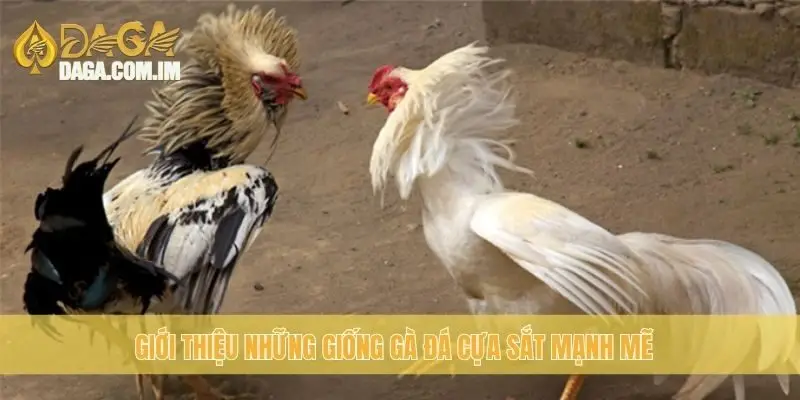 Top Giống Gà Đá Cựa Sắt Hay: Chọn Gà Đỉnh Cao Cùng Daga 1 Giới thiệu những giống gà đá cựa sắt mạnh mẽ