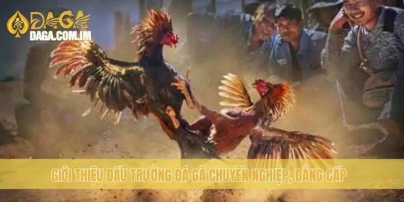 Trường Gà Thomo: Địa Chỉ Đá Gà Chất Lượng Cùng Daga 1 Giới thiệu đấu trường đá gà chuyên nghiệp, đẳng cấp
