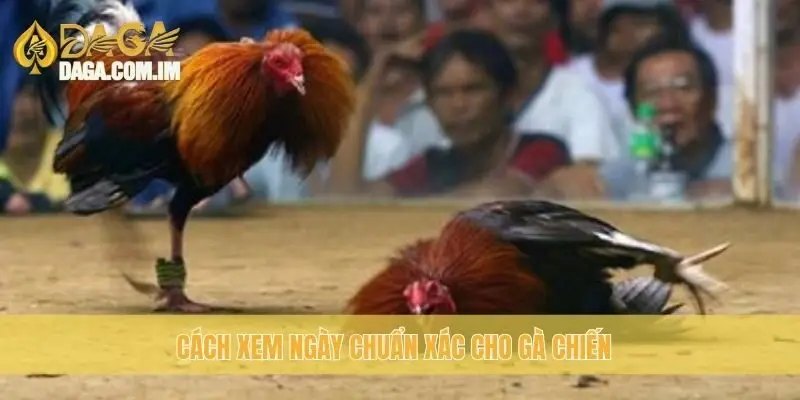 Cách xem ngày chuẩn xác cho gà chiến